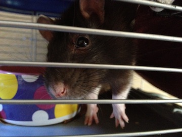 Rat Photo
