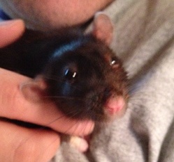 Rat Picture