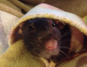 Rat Photo