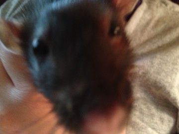 Rat Photo