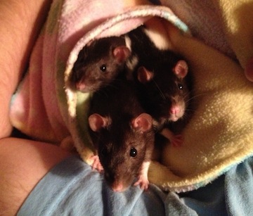 Lavonda Lou, Latrelle Sue & Bitzy Mae