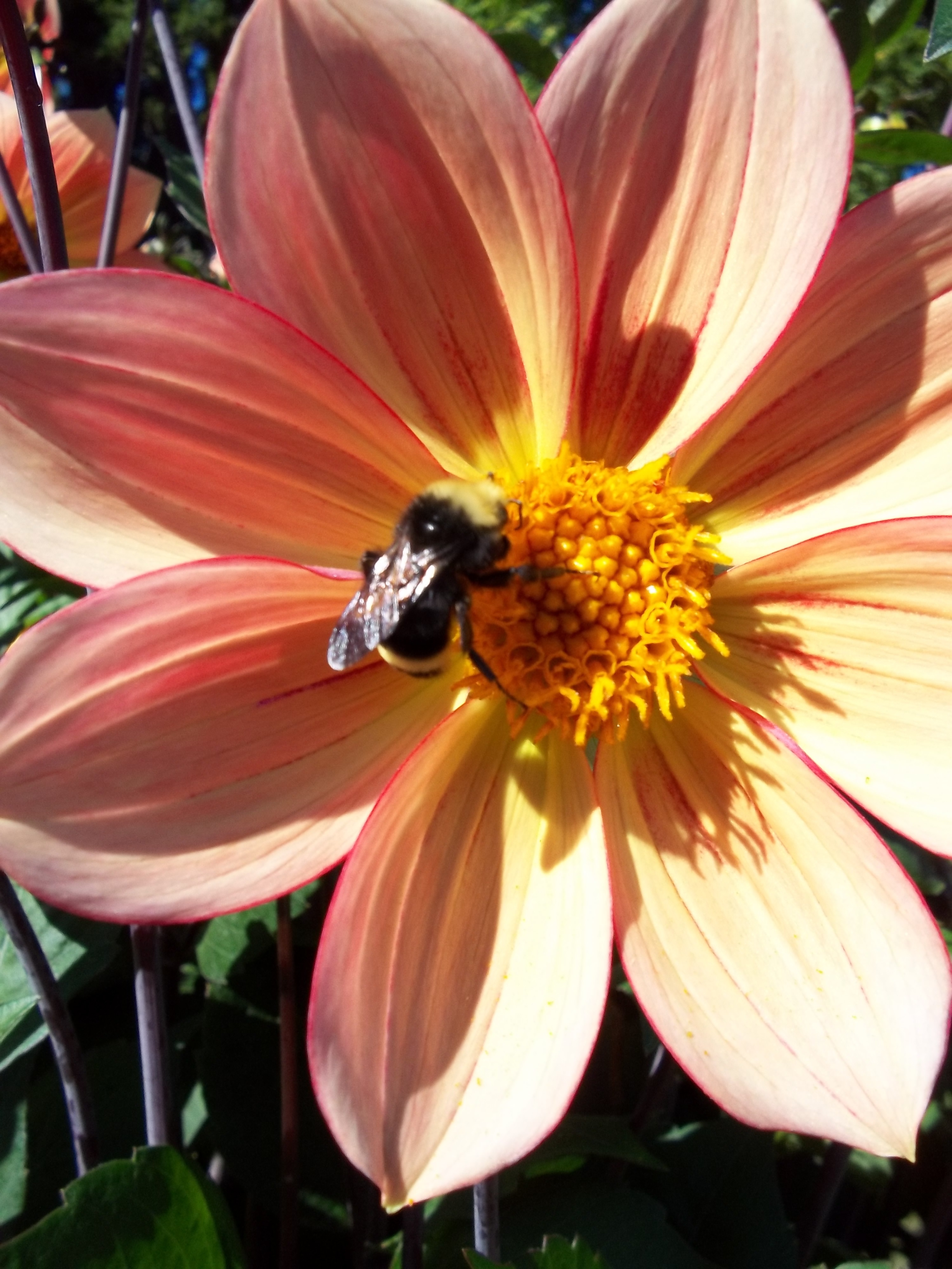 Bumble Bee on Pink Flower
