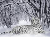 white tiger pic