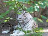 white tiger pic