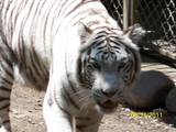 white tiger pic