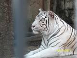 white tiger pic