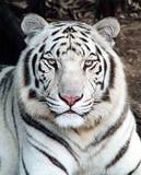 white tiger pic