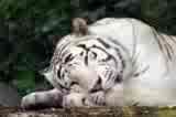 white tiger pic
