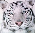 white tiger pic