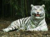 white tiger pic