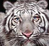 white tiger pic