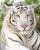 white tiger pic