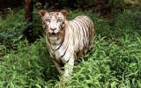 white tiger pic