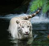 white tiger pic