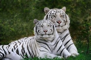 white tiger pic