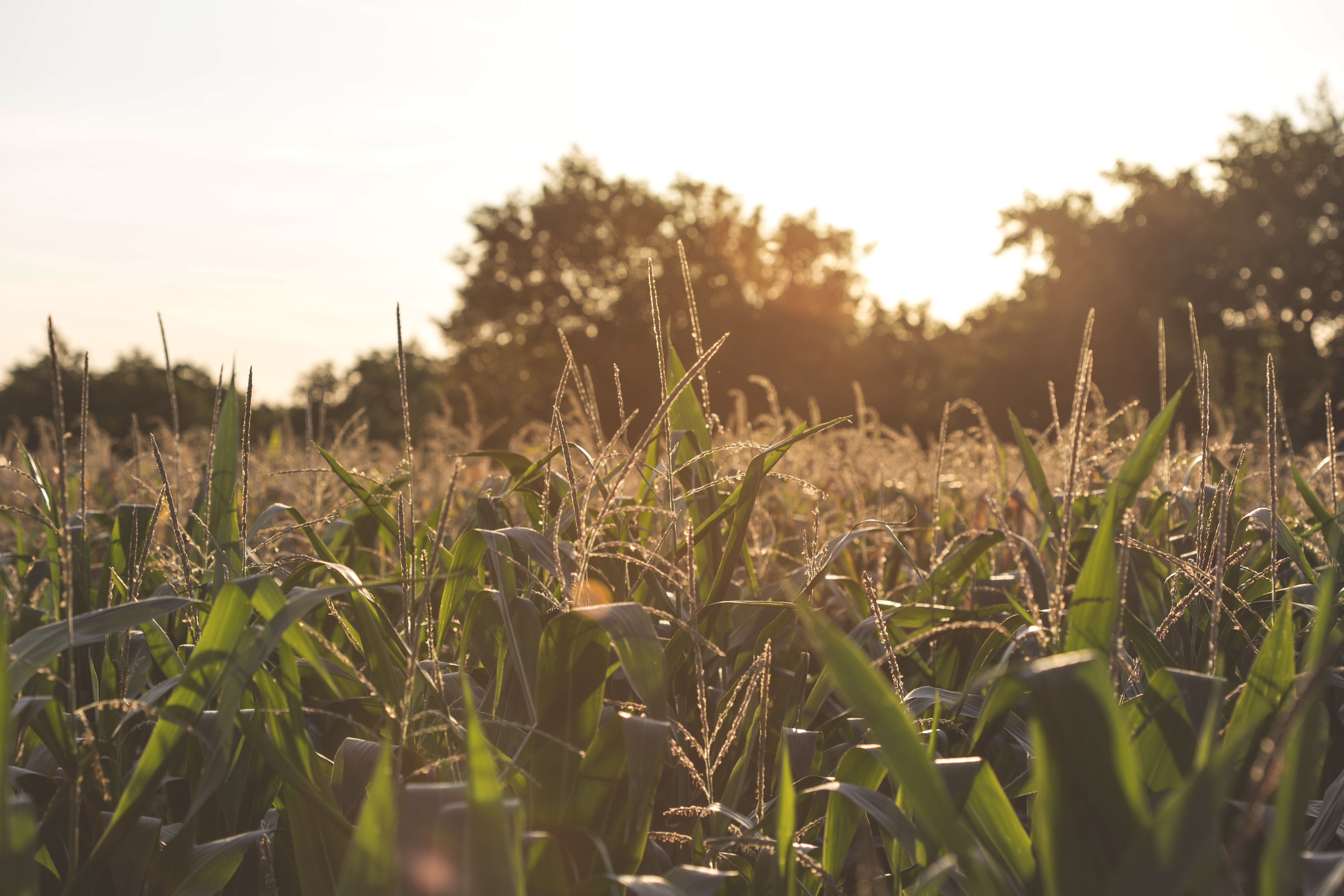 field of corn