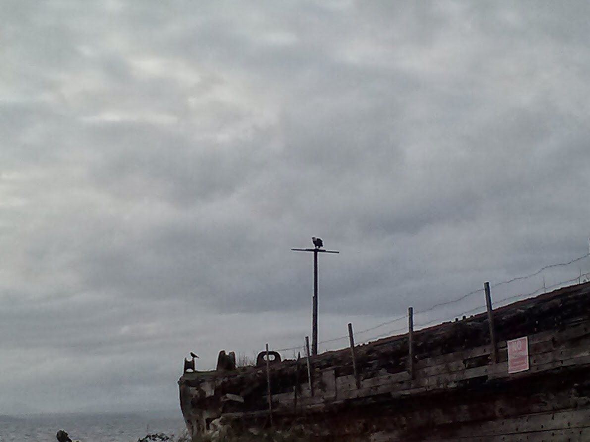 Bald Eagle on perch